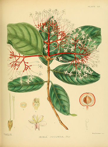 Ixora jucunda